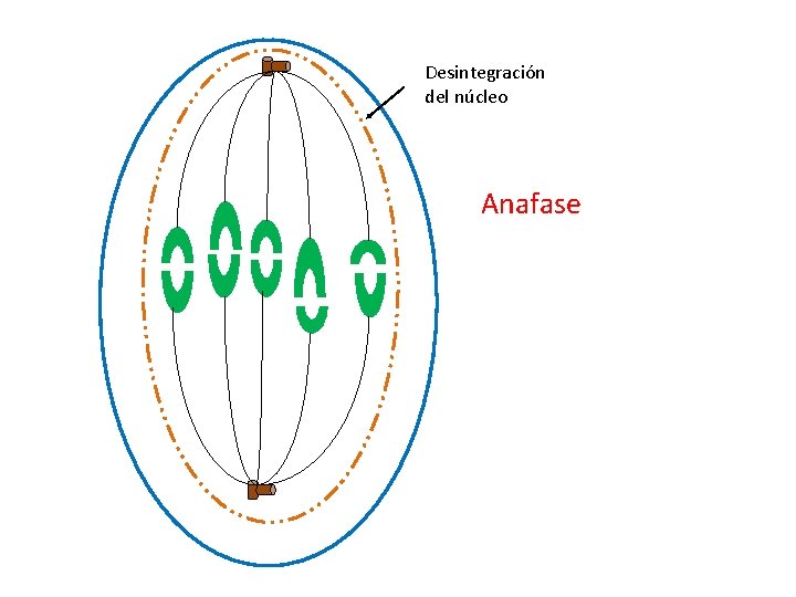 Desintegración del núcleo Anafase 