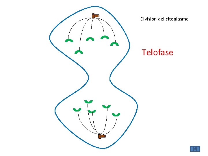 División del citoplasma Telofase 