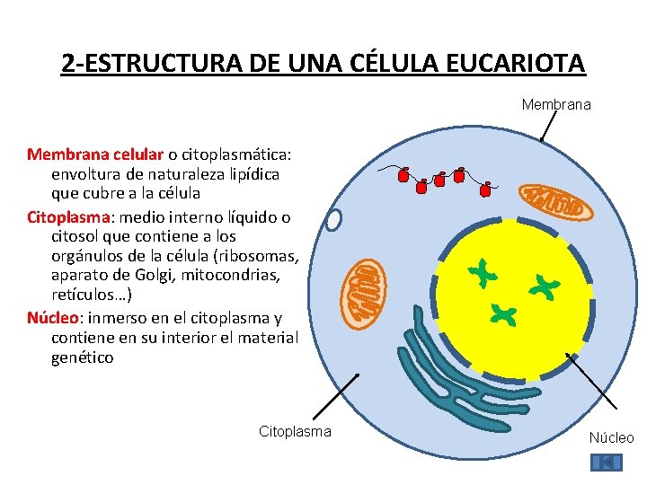 2 -ESTRUCTURA DE UNA CÉLULA EUCARIOTA Membrana celular o citoplasmática: envoltura de naturaleza lipídica