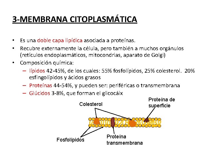 3 -MEMBRANA CITOPLASMÁTICA • Es una doble capa lipídica asociada a proteínas. • Recubre