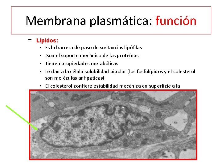 Membrana plasmática: función – Lípidos: • Es la barrera de paso de sustancias lipófilas