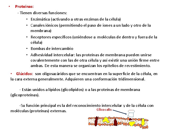  • Proteínas: - Tienen diversas funciones: • Enzimática (activando a otras enzimas de