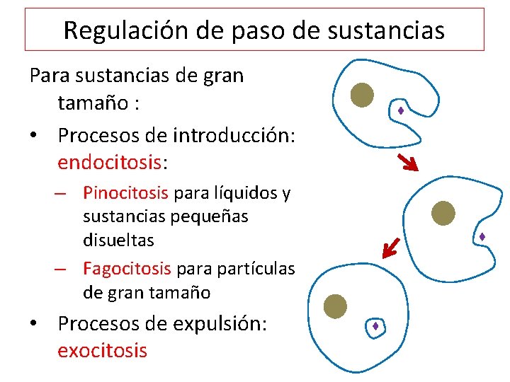 Regulación de paso de sustancias Para sustancias de gran tamaño : • Procesos de