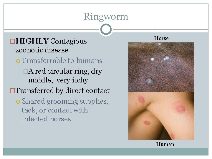 Ringworm �HIGHLY Contagious Horse zoonotic disease Transferrable to humans �A red circular ring, dry