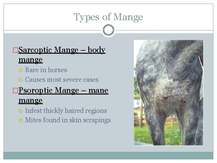Types of Mange �Sarcoptic Mange – body mange Rare in horses Causes most severe