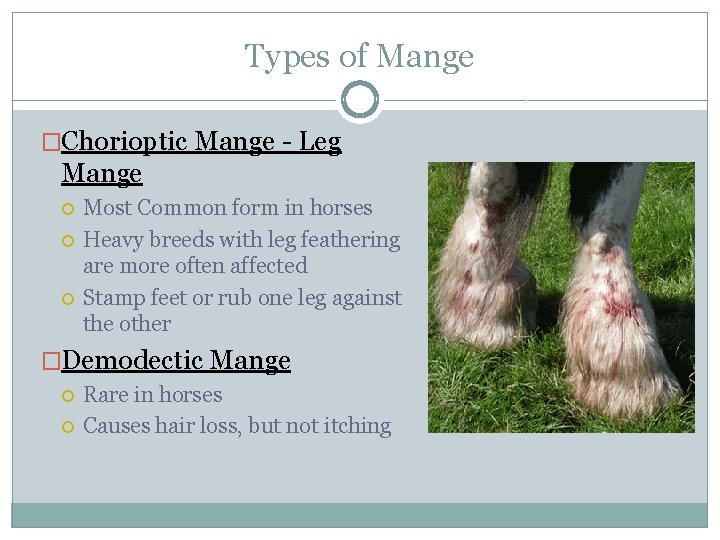 Types of Mange �Chorioptic Mange - Leg Mange Most Common form in horses Heavy