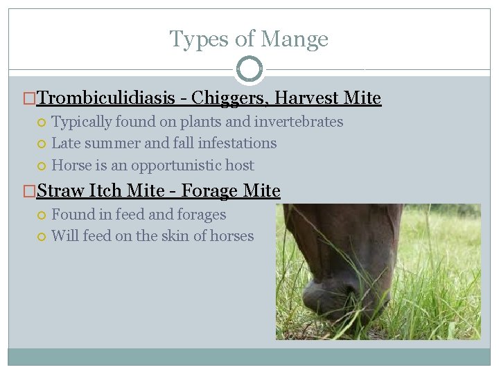 Types of Mange �Trombiculidiasis - Chiggers, Harvest Mite Typically found on plants and invertebrates