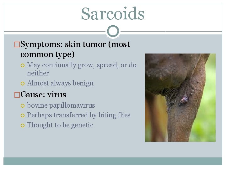 Sarcoids �Symptoms: skin tumor (most common type) May continually grow, spread, or do neither