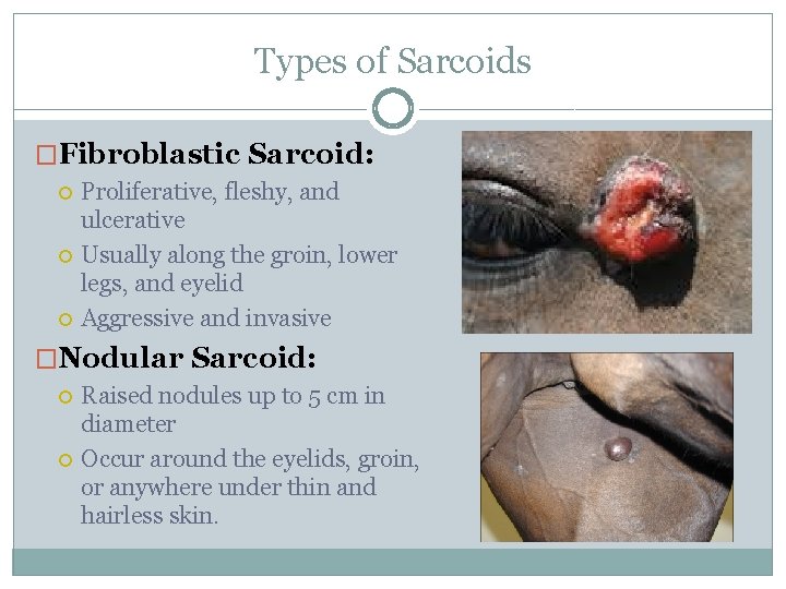 Types of Sarcoids �Fibroblastic Sarcoid: Proliferative, fleshy, and ulcerative Usually along the groin, lower