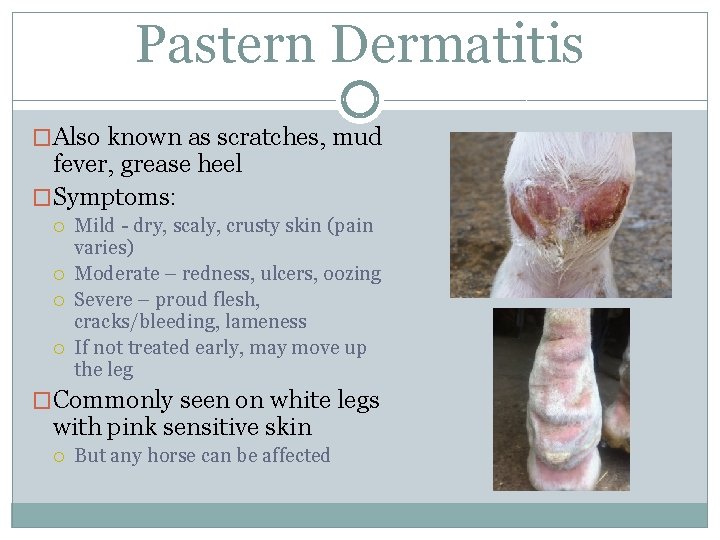 Pastern Dermatitis �Also known as scratches, mud fever, grease heel �Symptoms: Mild - dry,