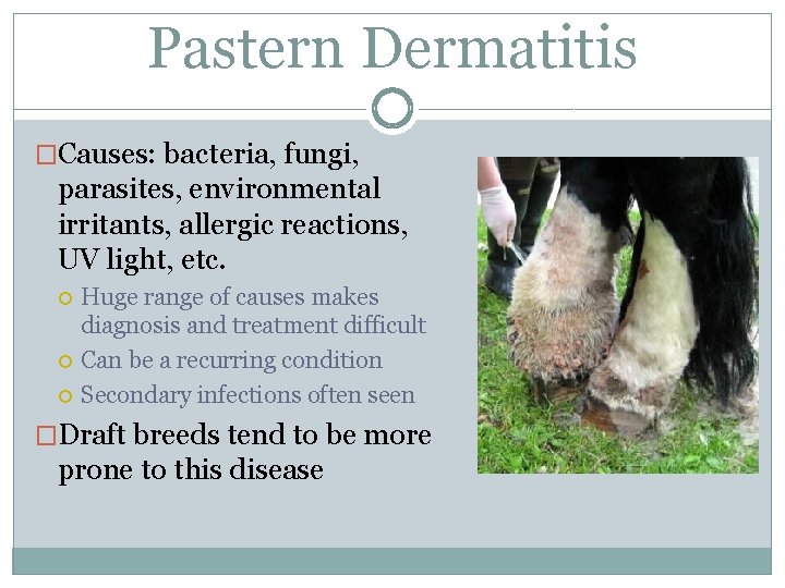 Pastern Dermatitis �Causes: bacteria, fungi, parasites, environmental irritants, allergic reactions, UV light, etc. Huge