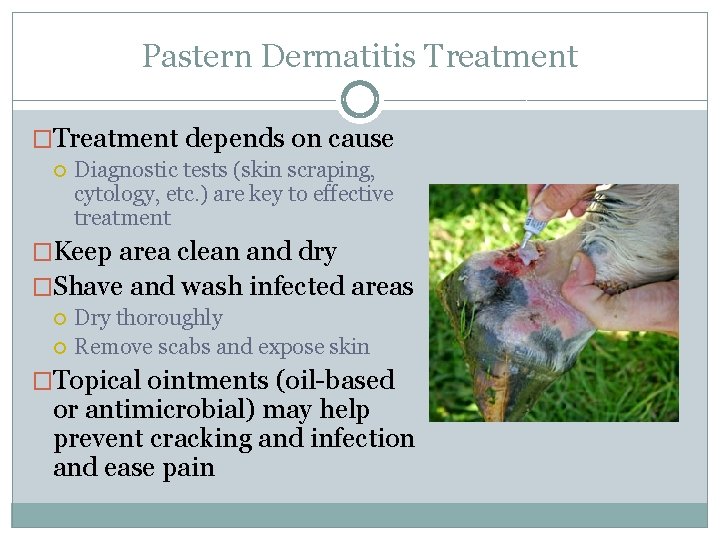 Pastern Dermatitis Treatment �Treatment depends on cause Diagnostic tests (skin scraping, cytology, etc. )