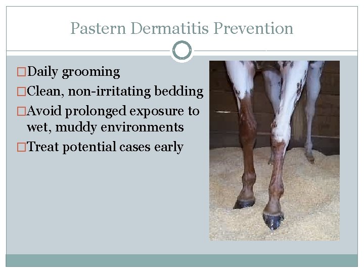 Pastern Dermatitis Prevention �Daily grooming �Clean, non-irritating bedding �Avoid prolonged exposure to wet, muddy