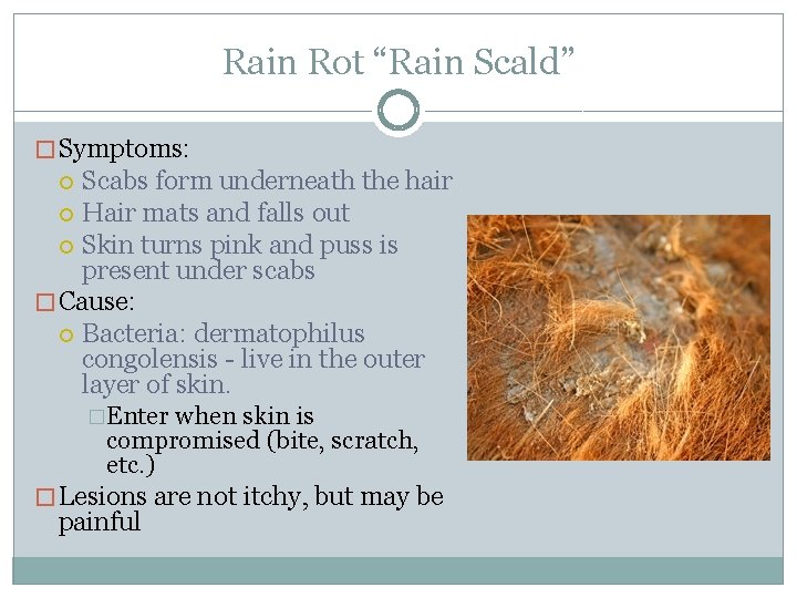 Rain Rot “Rain Scald” � Symptoms: Scabs form underneath the hair Hair mats and