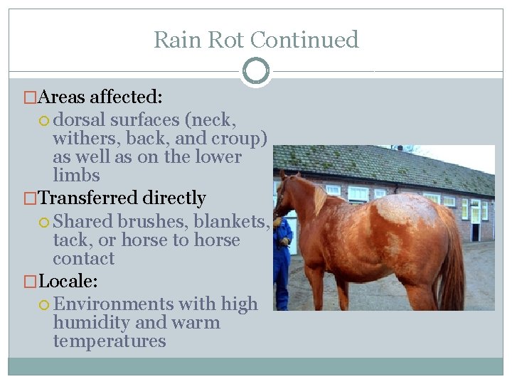Rain Rot Continued �Areas affected: dorsal surfaces (neck, withers, back, and croup) as well