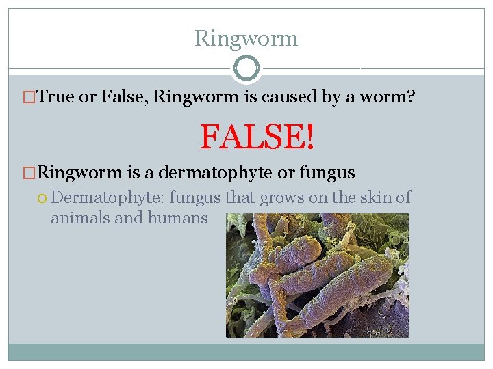 Ringworm �True or False, Ringworm is caused by a worm? FALSE! �Ringworm is a
