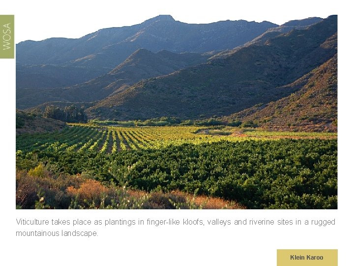 Viticulture takes place as plantings in finger-like kloofs, valleys and riverine sites in a