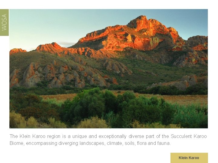 The Klein Karoo region is a unique and exceptionally diverse part of the Succulent