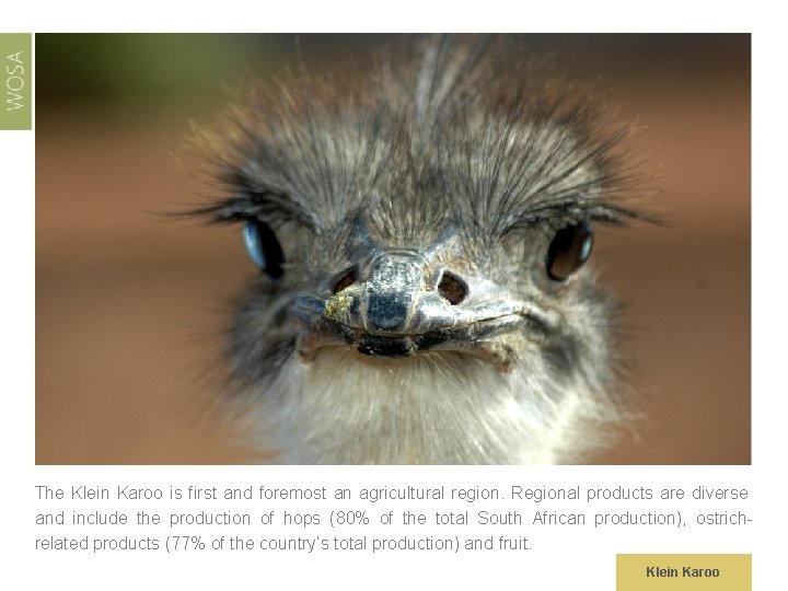 The Klein Karoo is first and foremost an agricultural region. Regional products are diverse