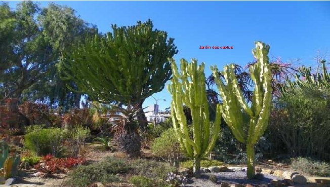 Jardin des cactus 