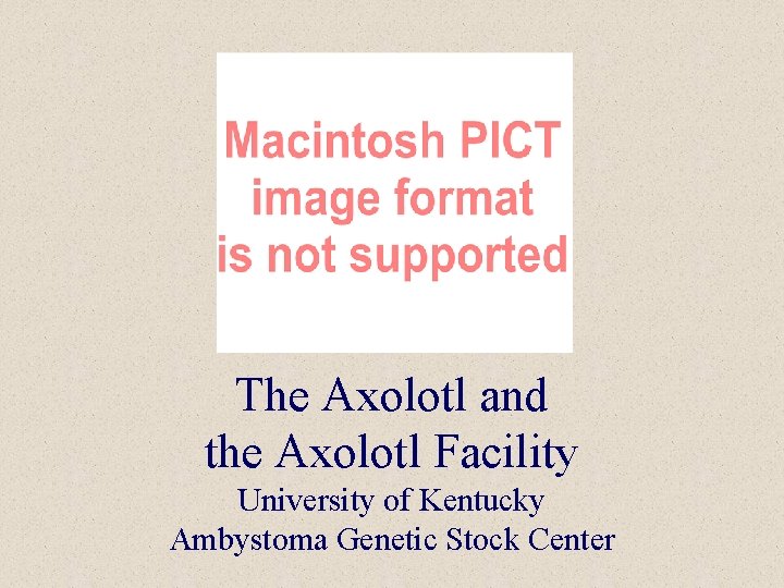 The Axolotl and the Axolotl Facility University of Kentucky Ambystoma Genetic Stock Center 