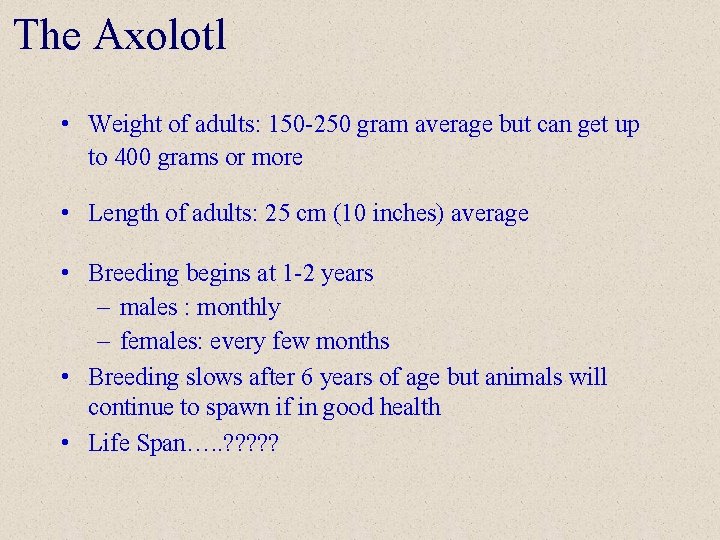 The Axolotl • Weight of adults: 150 -250 gram average but can get up