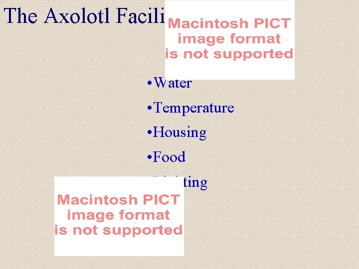 The Axolotl Facility • Water • Temperature • Housing • Food • Lighting 