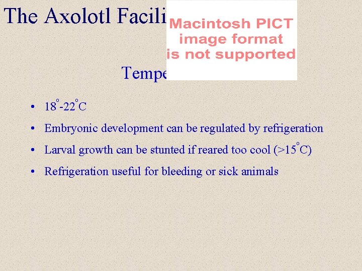 The Axolotl Facility Temperature o o • 18 -22 C • Embryonic development can