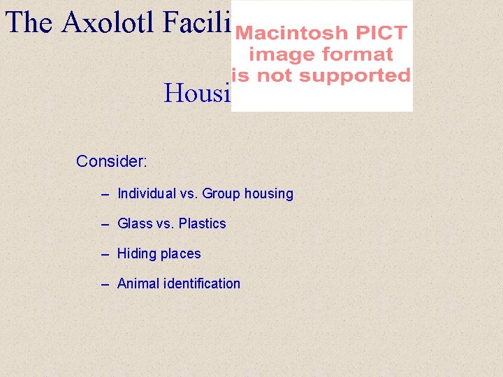 The Axolotl Facility Housing Consider: – Individual vs. Group housing – Glass vs. Plastics