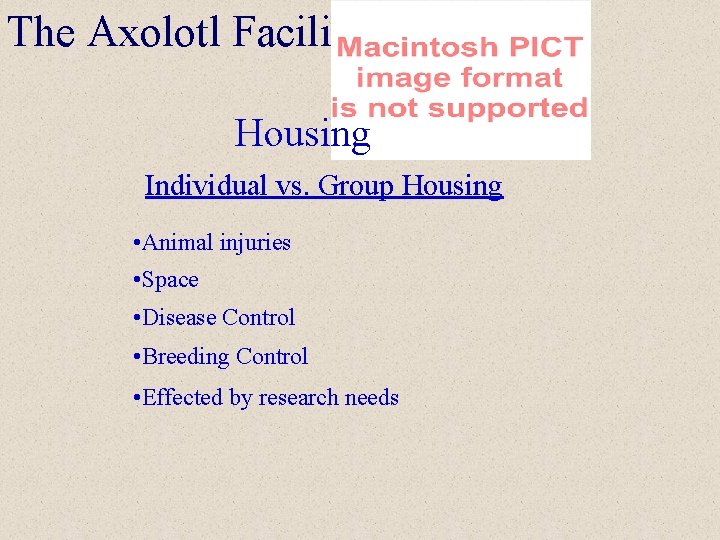 The Axolotl Facility Housing Individual vs. Group Housing • Animal injuries • Space •