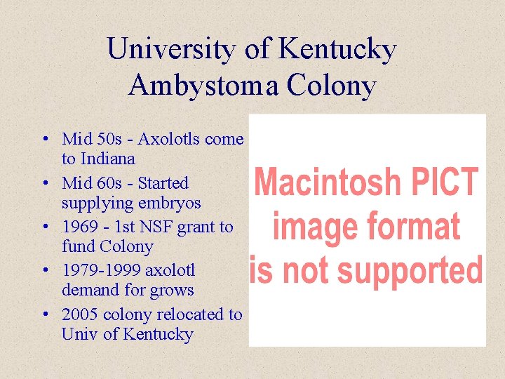 University of Kentucky Ambystoma Colony • Mid 50 s - Axolotls come to Indiana