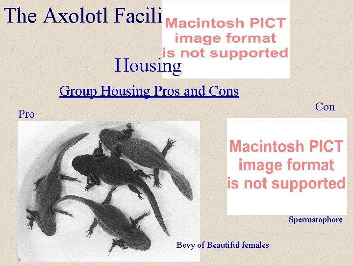 The Axolotl Facility Housing Group Housing Pros and Cons Con Pro Spermatophore Bevy of