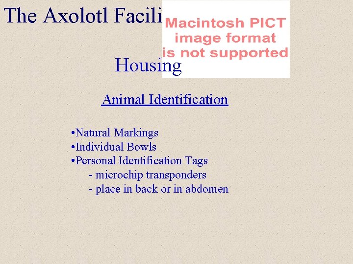The Axolotl Facility Housing Animal Identification • Natural Markings • Individual Bowls • Personal