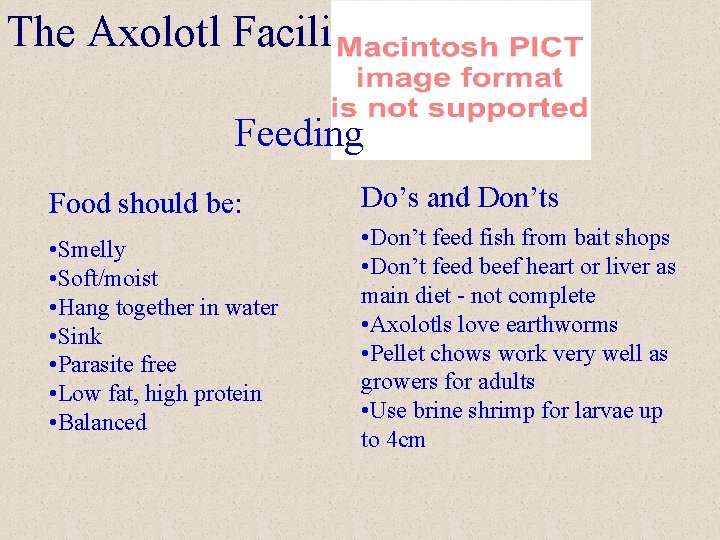 The Axolotl Facility Feeding Food should be: Do’s and Don’ts • Smelly • Soft/moist