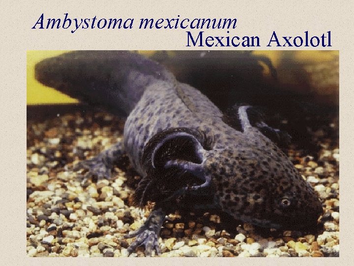 Ambystoma mexicanum Mexican Axolotl 