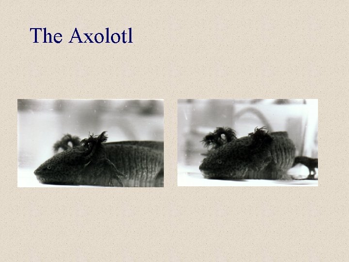 The Axolotl 