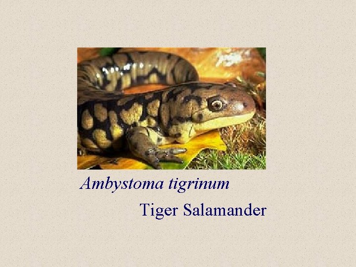 Ambystoma tigrinum Tiger Salamander 