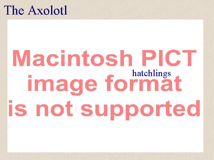 The Axolotl hatchlings 