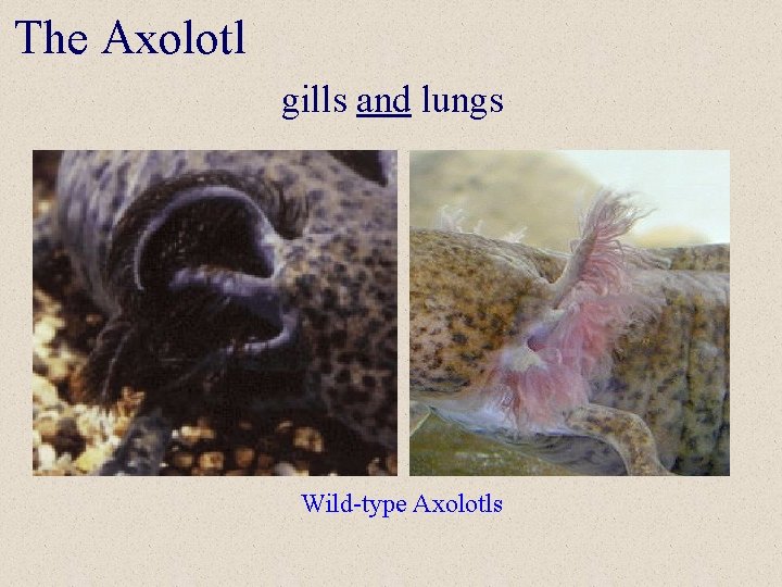 The Axolotl gills and lungs Wild-type Axolotls 
