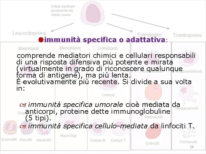  immunità specifica o adattativa: comprende mediatori mediator chimici e cellulari responsabili di una