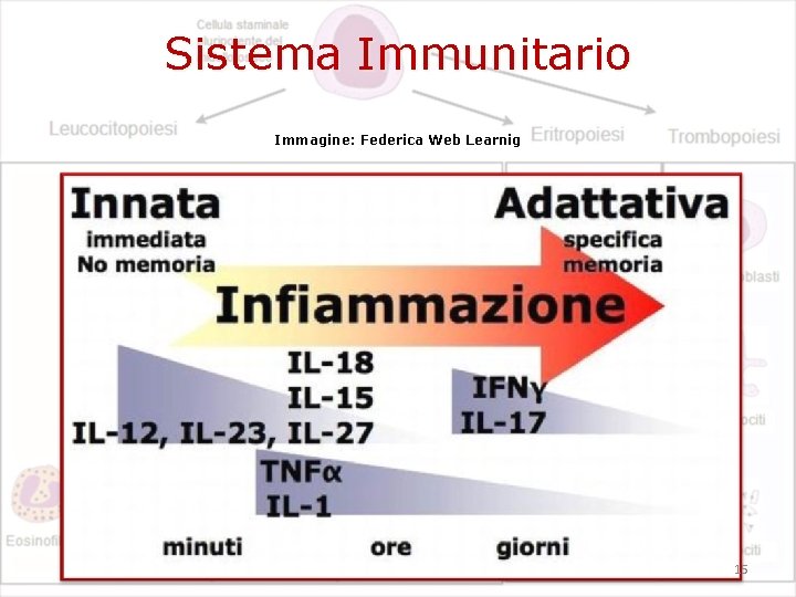 Sistema Immunitario Immagine: Federica Web Learnig 15 