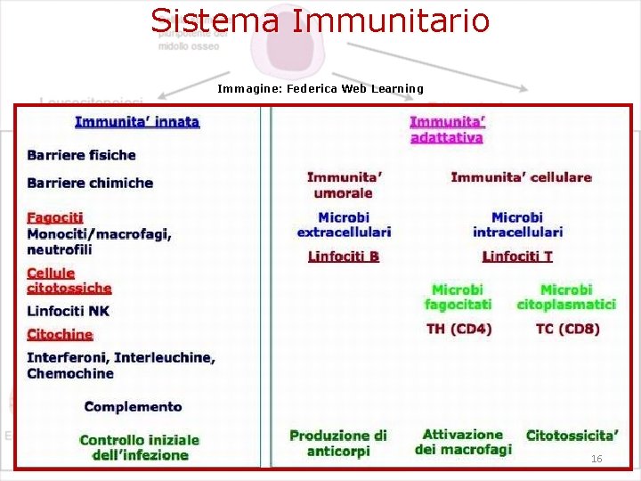 Sistema Immunitario Immagine: Federica Web Learning 16 