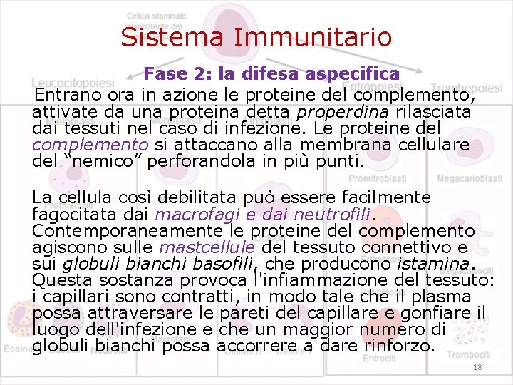 Sistema Immunitario Fase 2: la difesa aspecifica Entrano ora in azione le proteine del