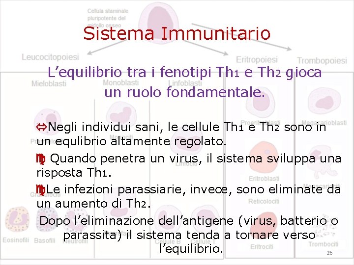 Sistema Immunitario L’equilibrio tra i fenotipi Th 1 e Th 2 gioca un ruolo