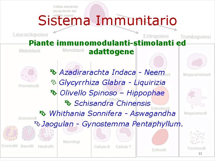 Sistema Immunitario Piante immunomodulanti-stimolanti ed adattogene Azadirarachta Indaca - Neem Glycyrrhiza Glabra - Liquirizia