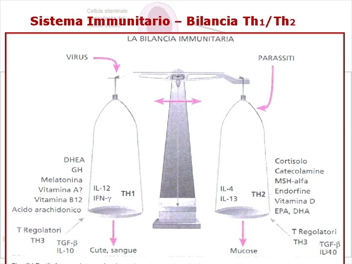 Sistema Immunitario – Bilancia Th 1/Th 2 34 