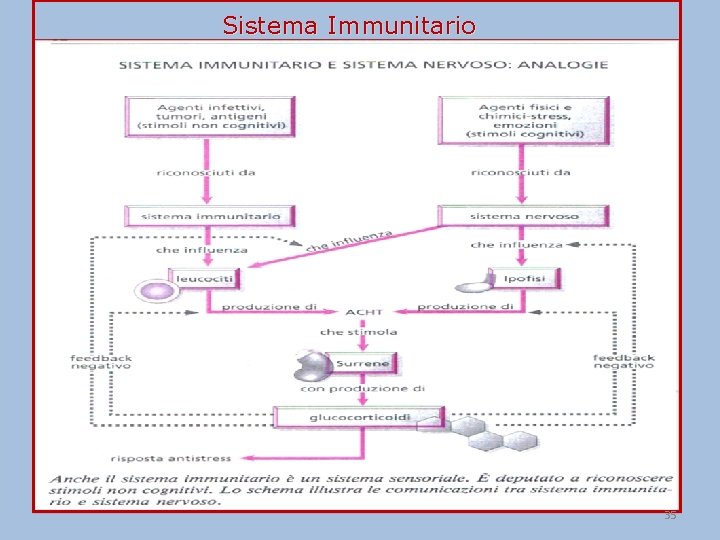 Sistema Immunitario 35 