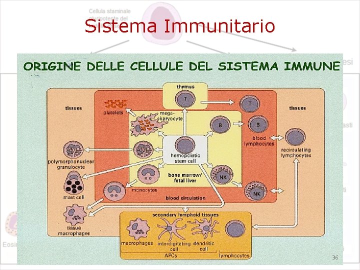 Sistema Immunitario 36 