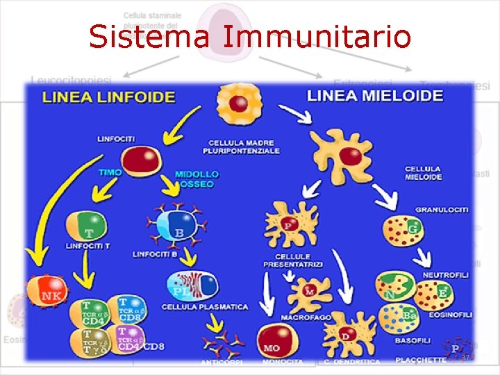 Sistema Immunitario 37 