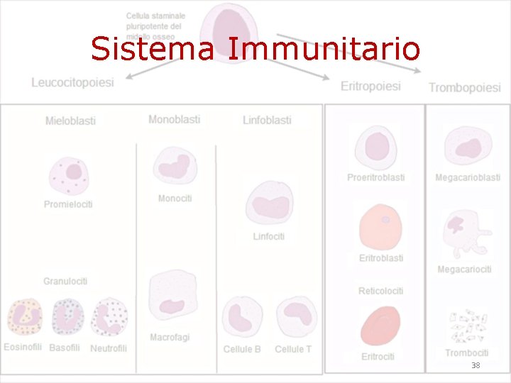Sistema Immunitario 38 